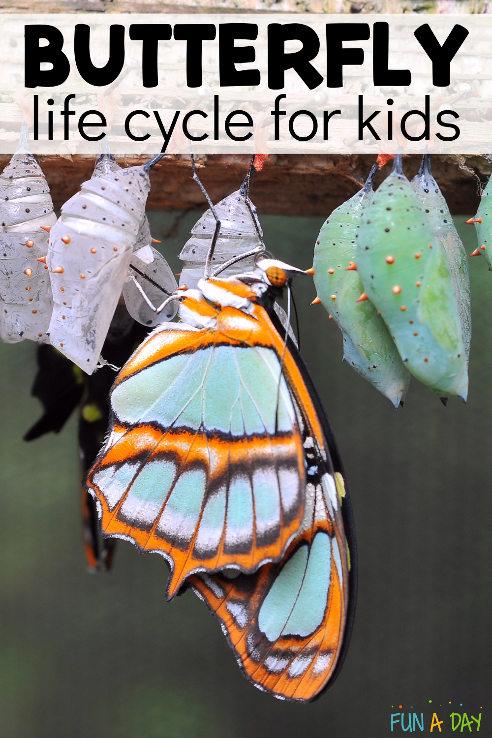 The Butterfly Life Cycle for Kids